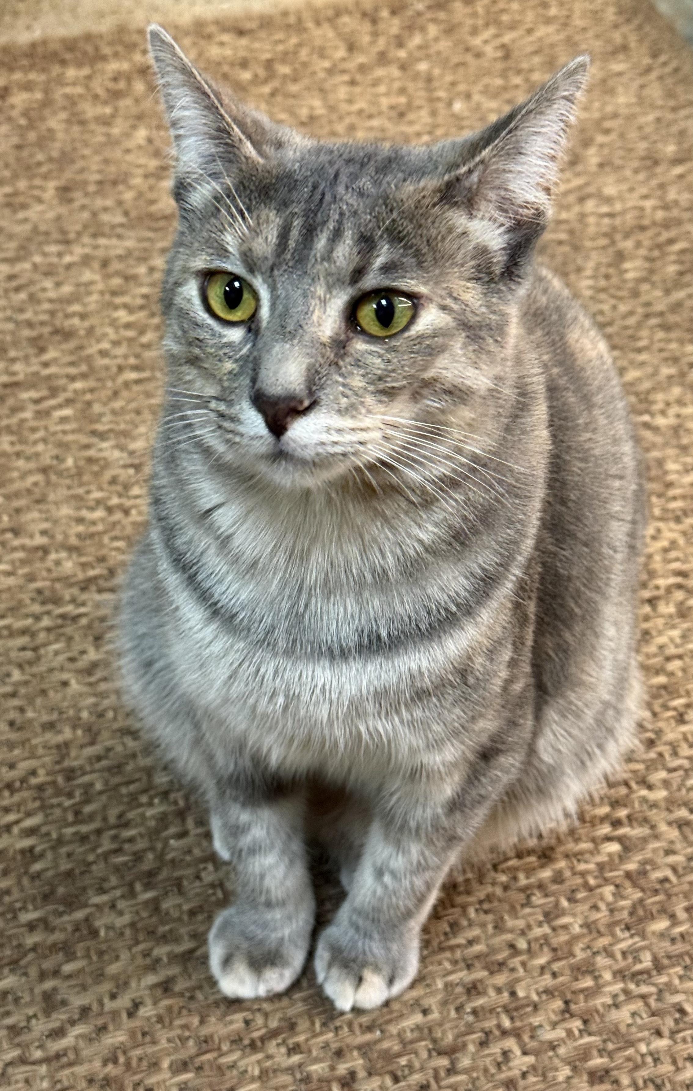 Enlarge Lena - sweet loves cats, a Adoptable mixed breed in Sunset Valley, TX image 2/6