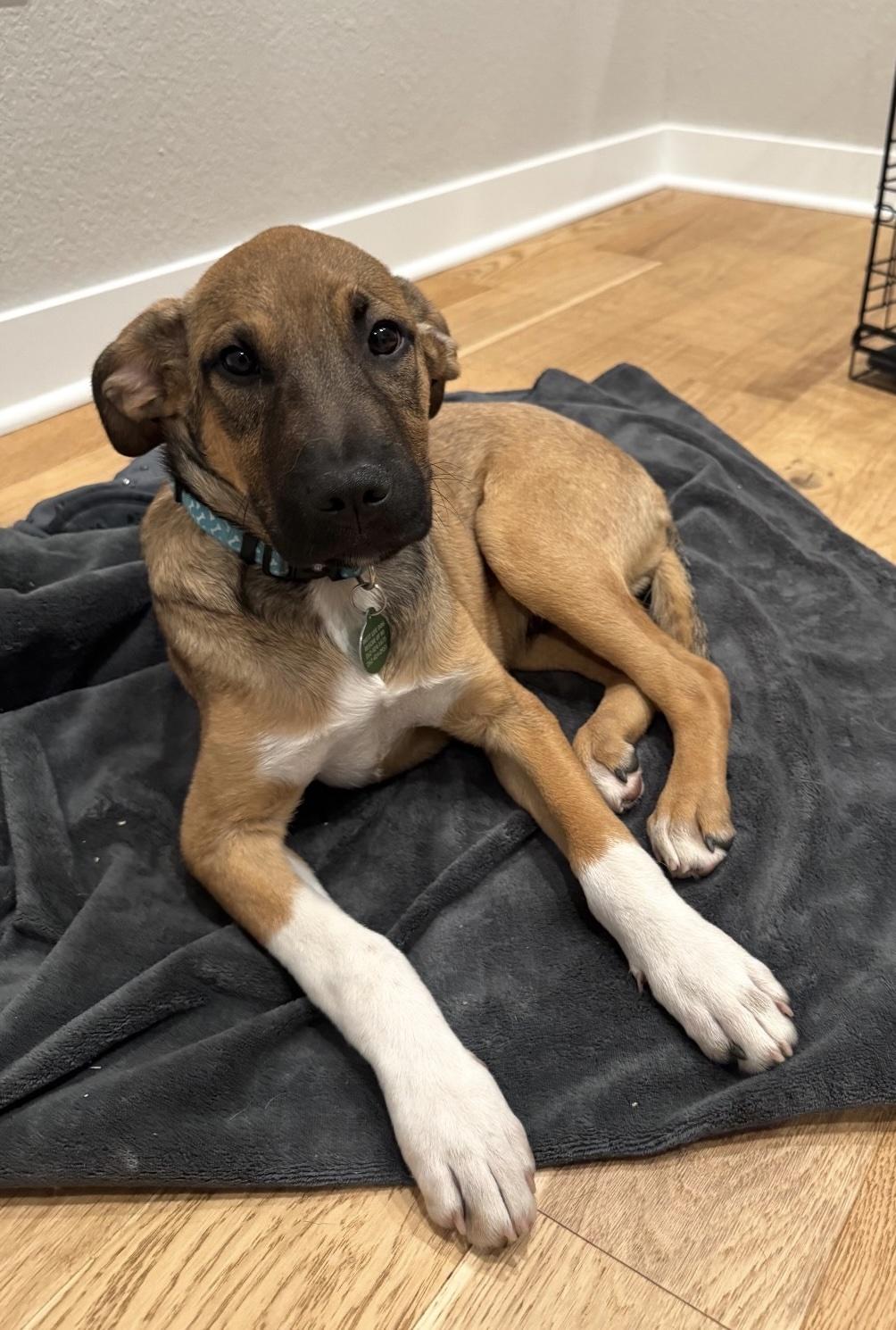 Enlarge Jack, a Adoptable mixed breed in Cedarburg, WI image 1/5