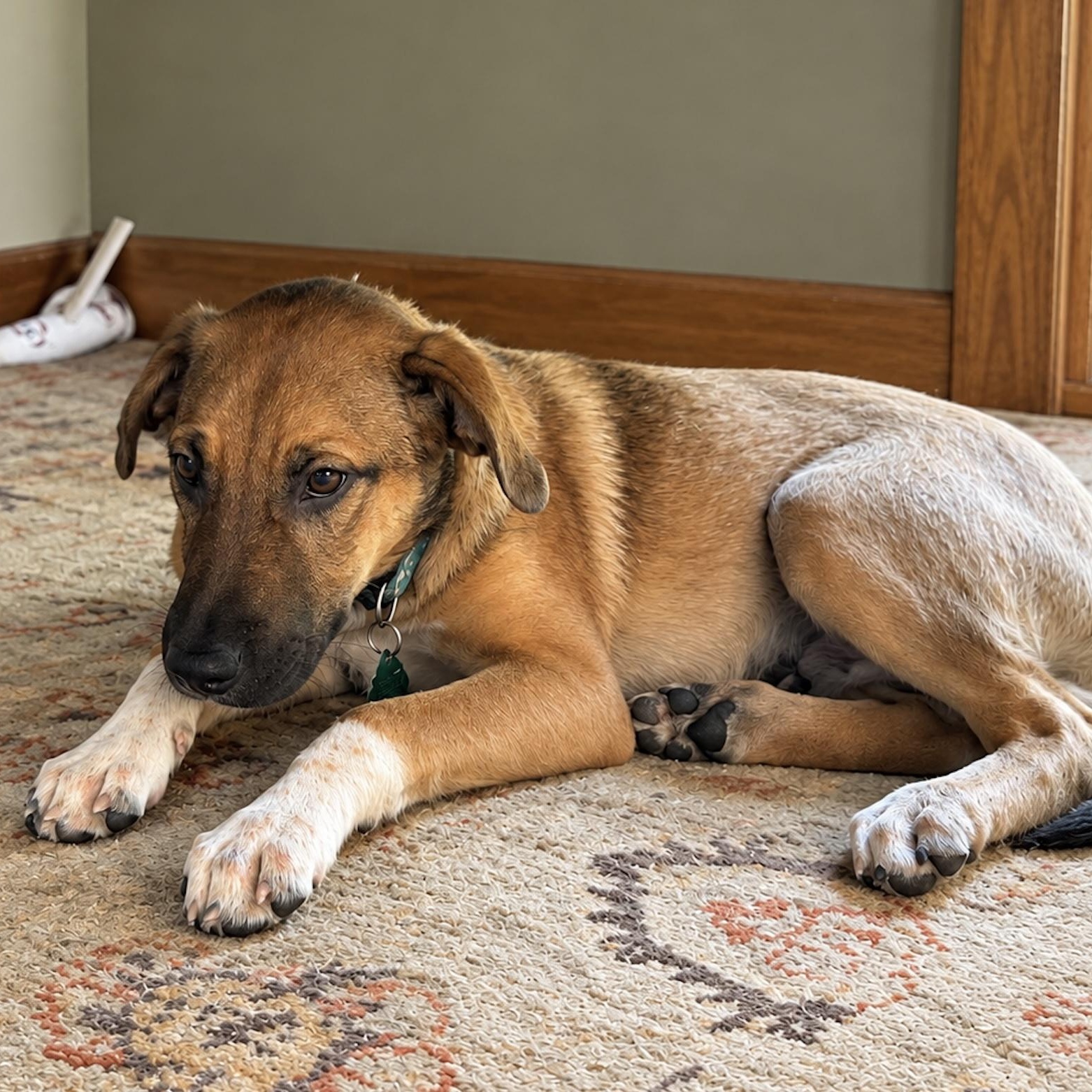 Enlarge Jack, a Adoptable mixed breed in Cedarburg, WI image 2/5