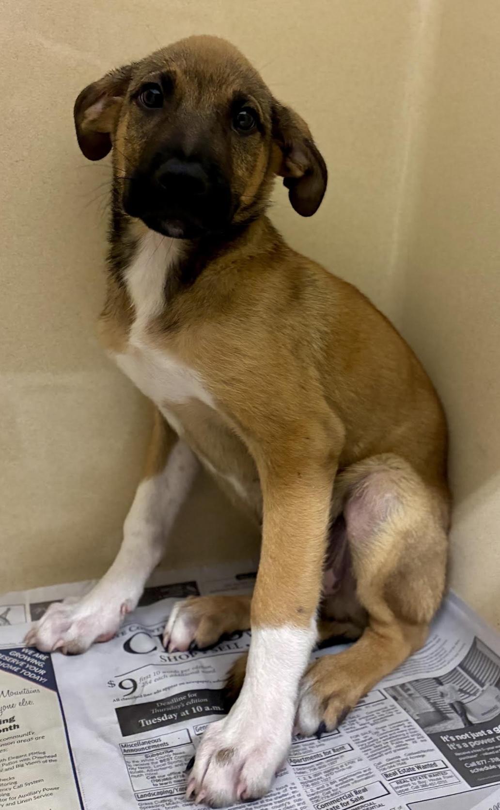 Enlarge Jack, a Adoptable mixed breed in Cedarburg, WI image 4/5