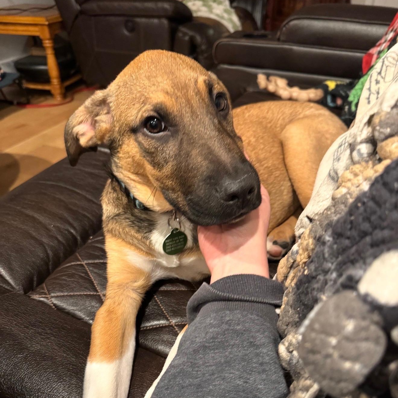 Enlarge Jack, a Adoptable mixed breed in Cedarburg, WI image 5/5