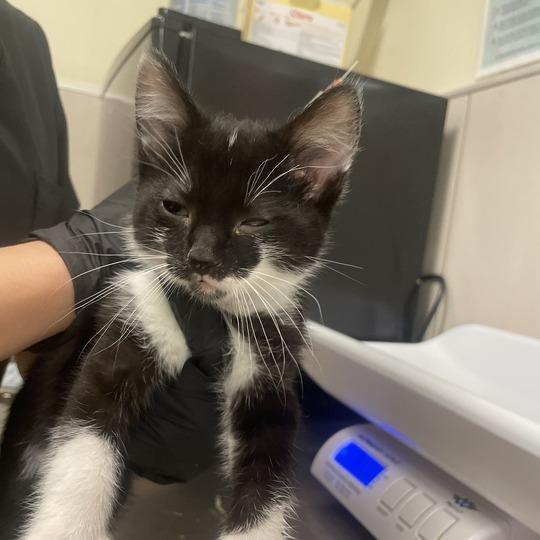 Darian, Adoptable, Kitten Male Domestic Short Hair.