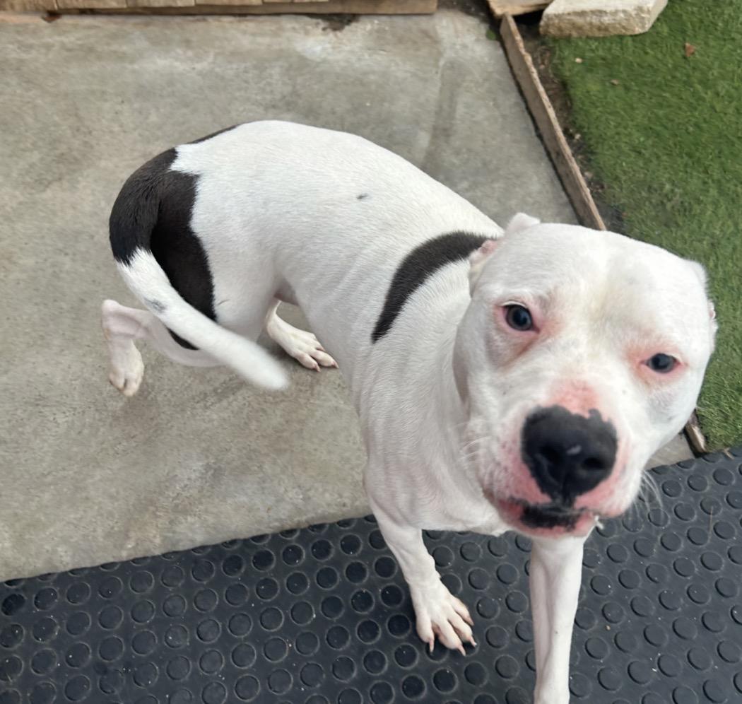 Enlarge Peaches, a ADOPTABLE mixed breed in Seabrook, NH image 5/5