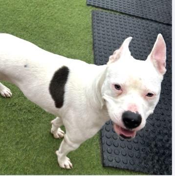 Enlarge Peaches, a ADOPTABLE mixed breed in Seabrook, NH image 4/5