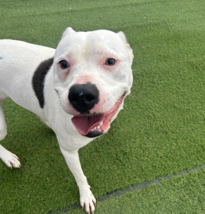 Enlarge Peaches, a ADOPTABLE mixed breed in Seabrook, NH image 2/5
