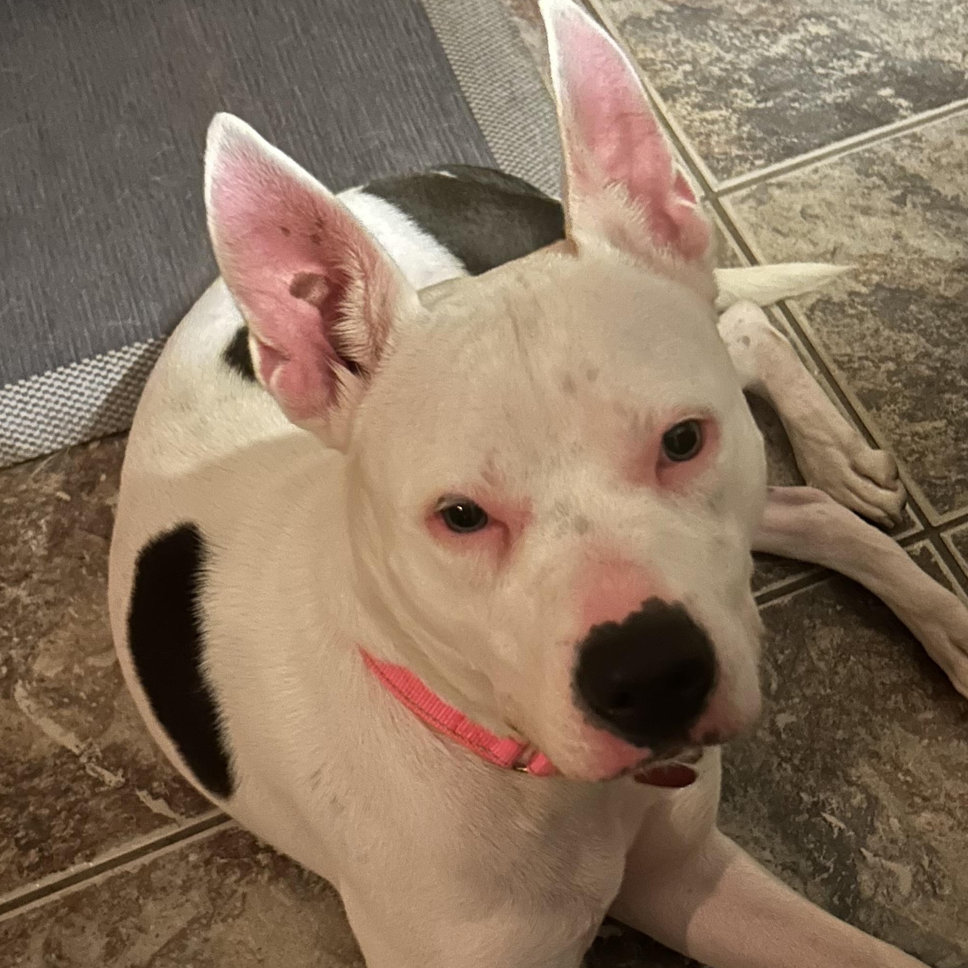 Peaches, Adoptable, Young Female American Staffordshire Terrier.