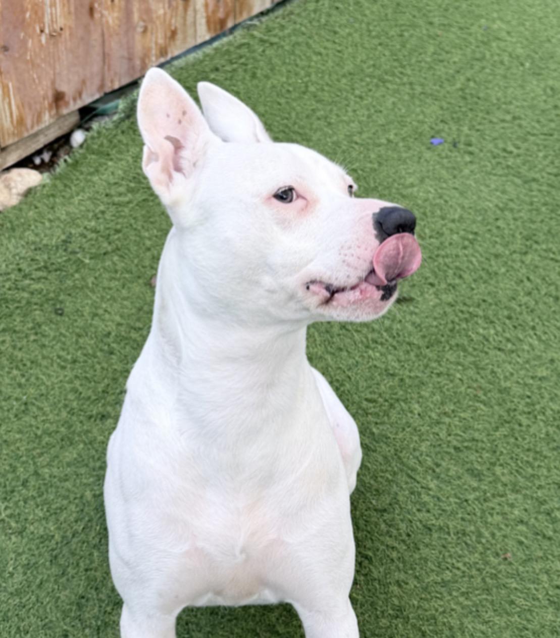 Enlarge Peaches, a Adoptable mixed breed in Seabrook, NH image 6/6