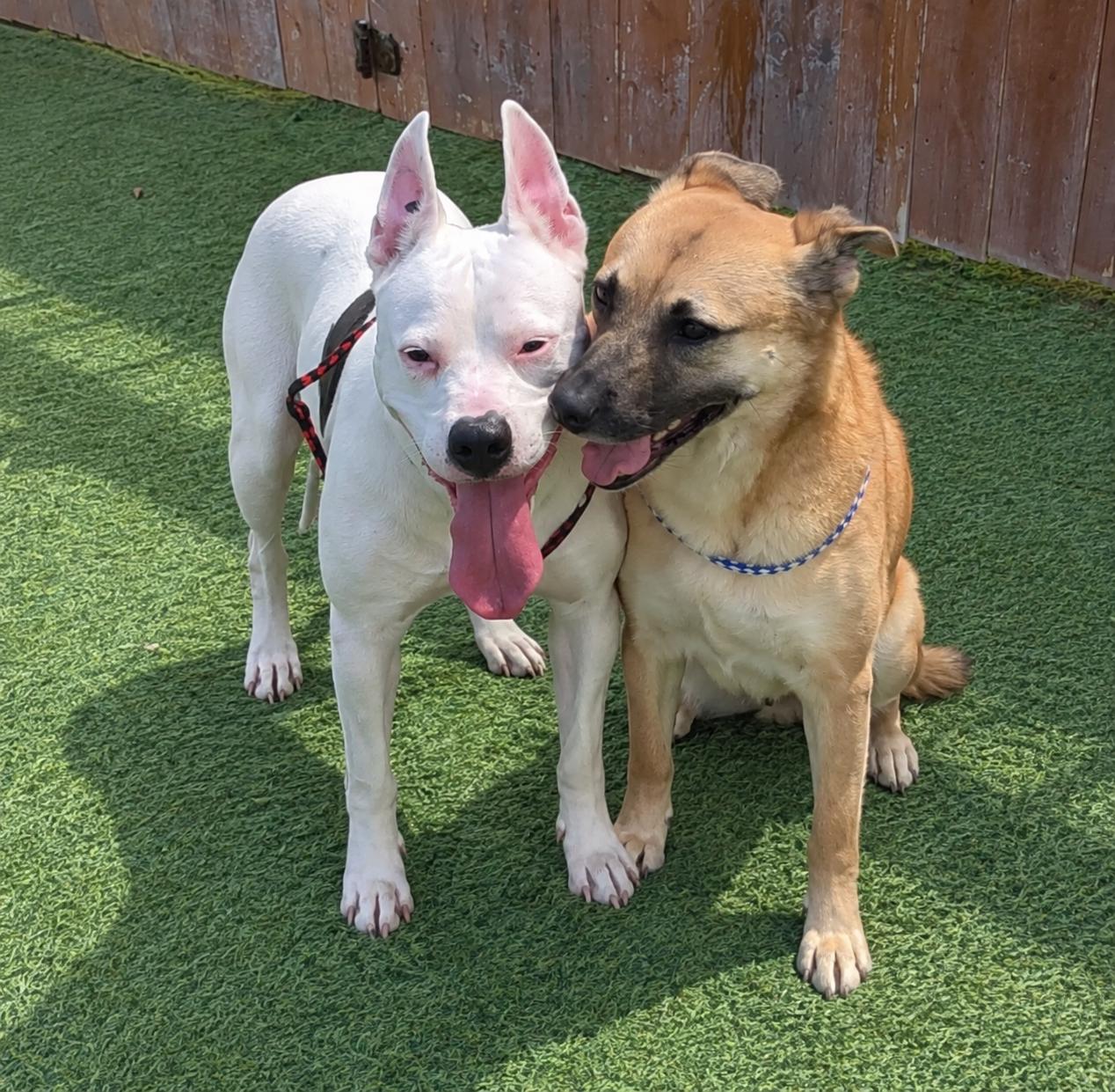 Enlarge Peaches, a Adoptable mixed breed in Seabrook, NH image 4/6