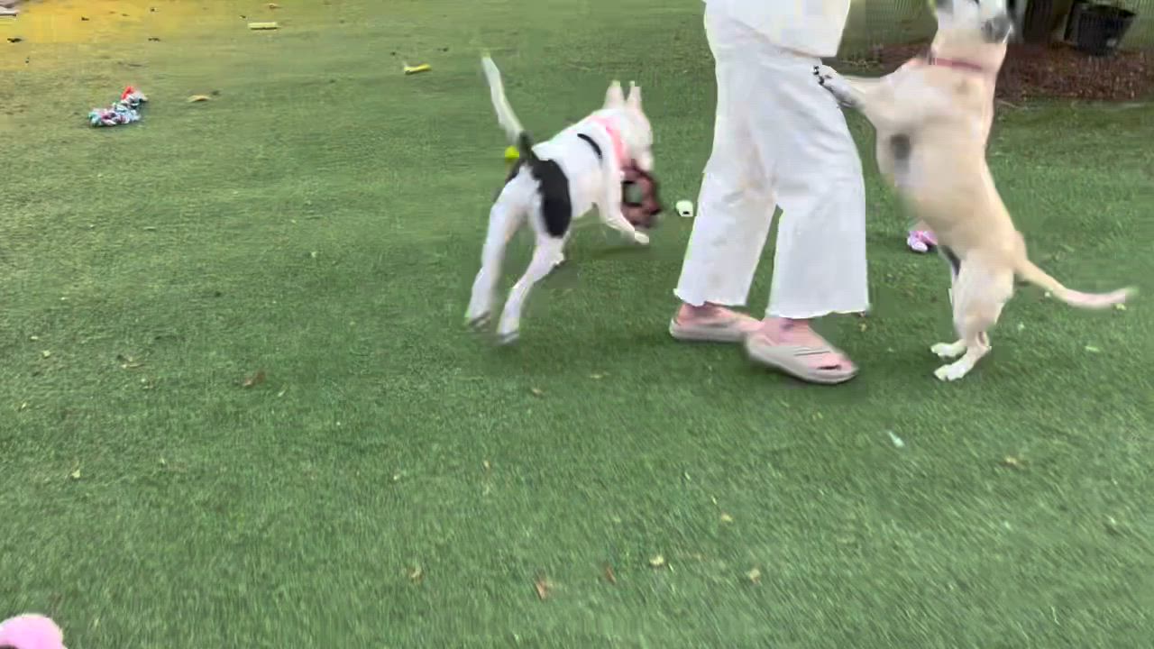 Enlarge Peaches, a Adoptable American Staffordshire Terrier in Seabrook, NH video 5/6