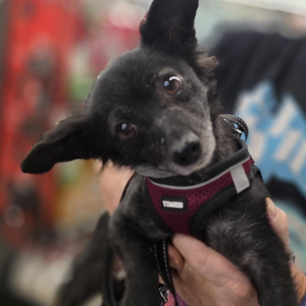 Scorpious A1383814, Adoptable, Adult Female Chihuahua & Terrier.