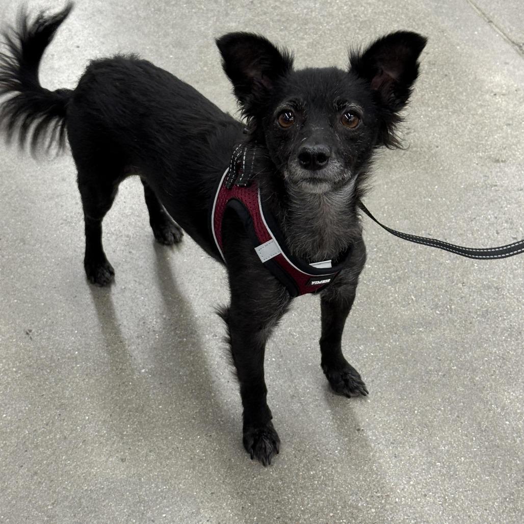 Enlarge Scorpious A1383814, a Adoptable mixed breed in Las Vegas, NV image 2/3