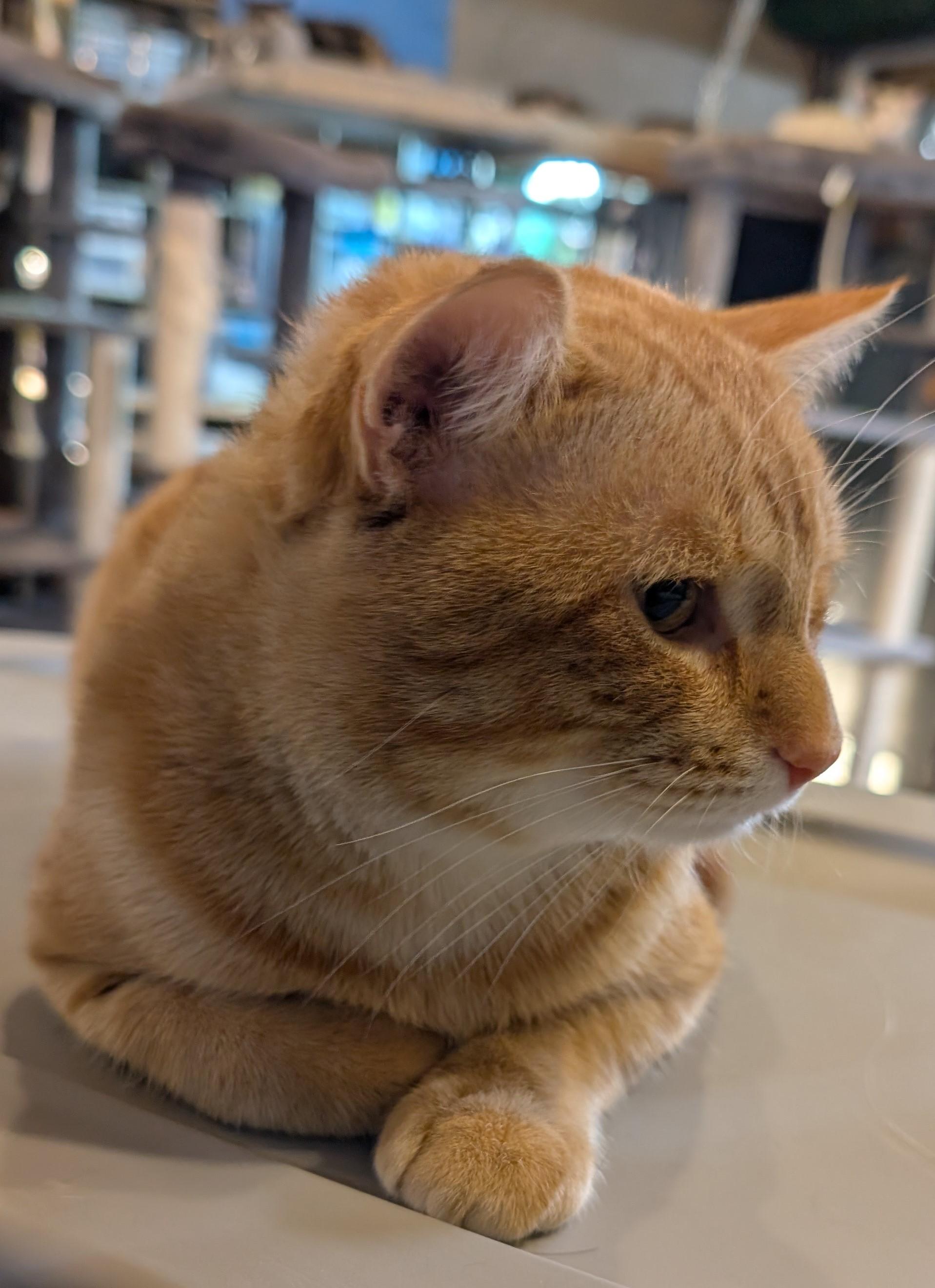 Enlarge Boshki, a Adopted American Shorthair in Milbank, SD image 3/5