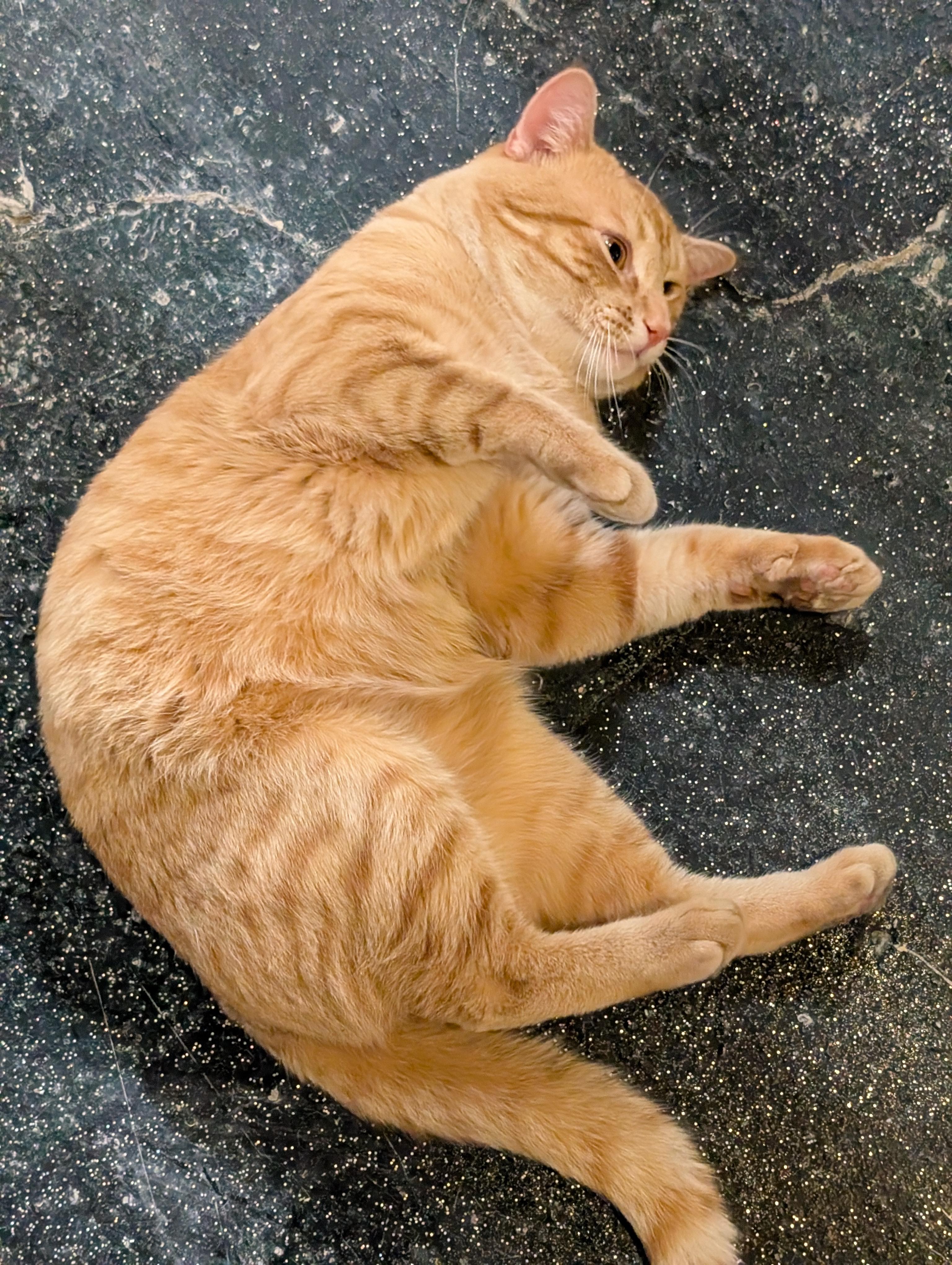 Enlarge Boshki, a Adopted American Shorthair in Milbank, SD image 4/5