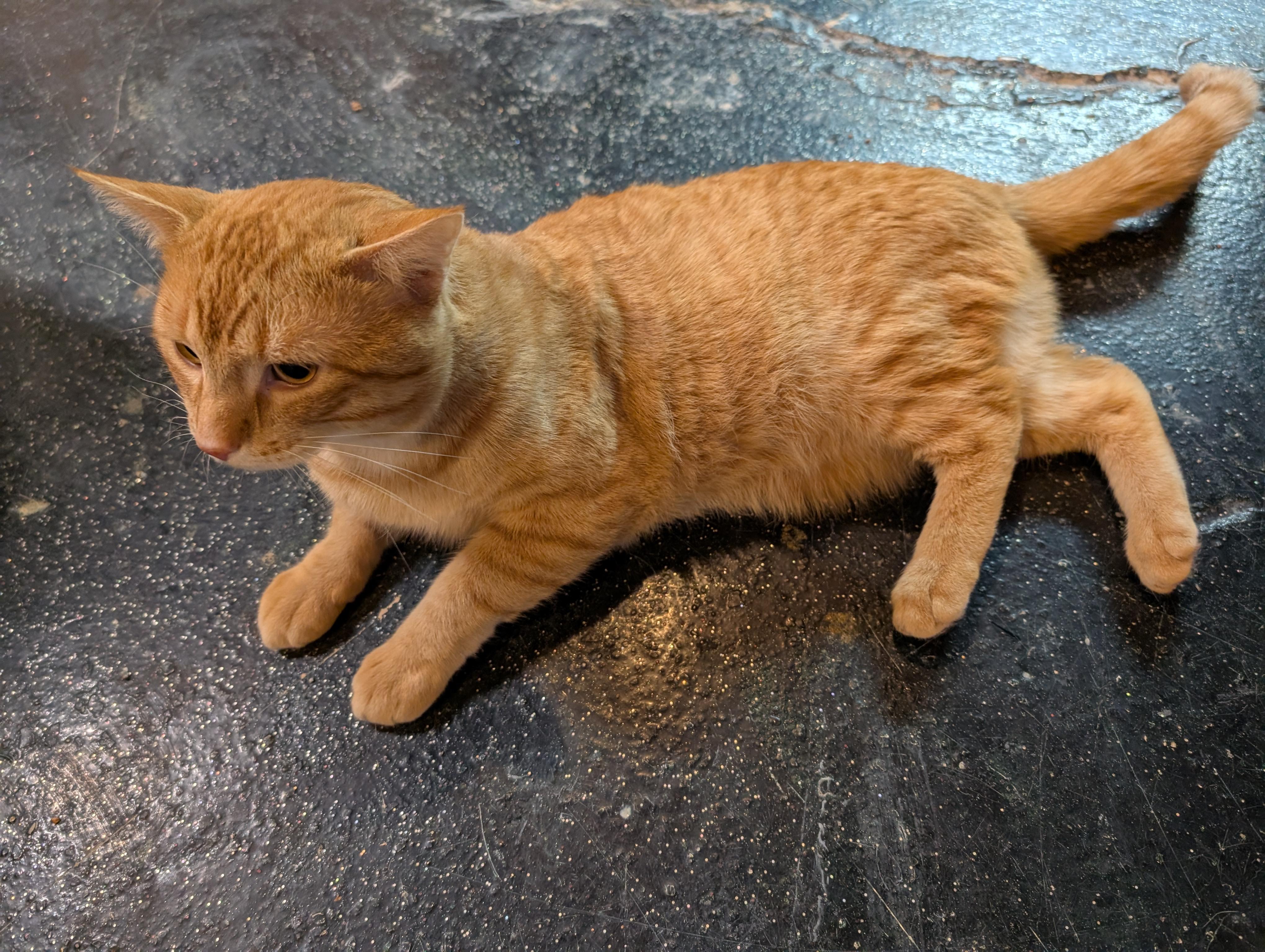 Enlarge Boshki, a Adopted American Shorthair in Milbank, SD image 5/5