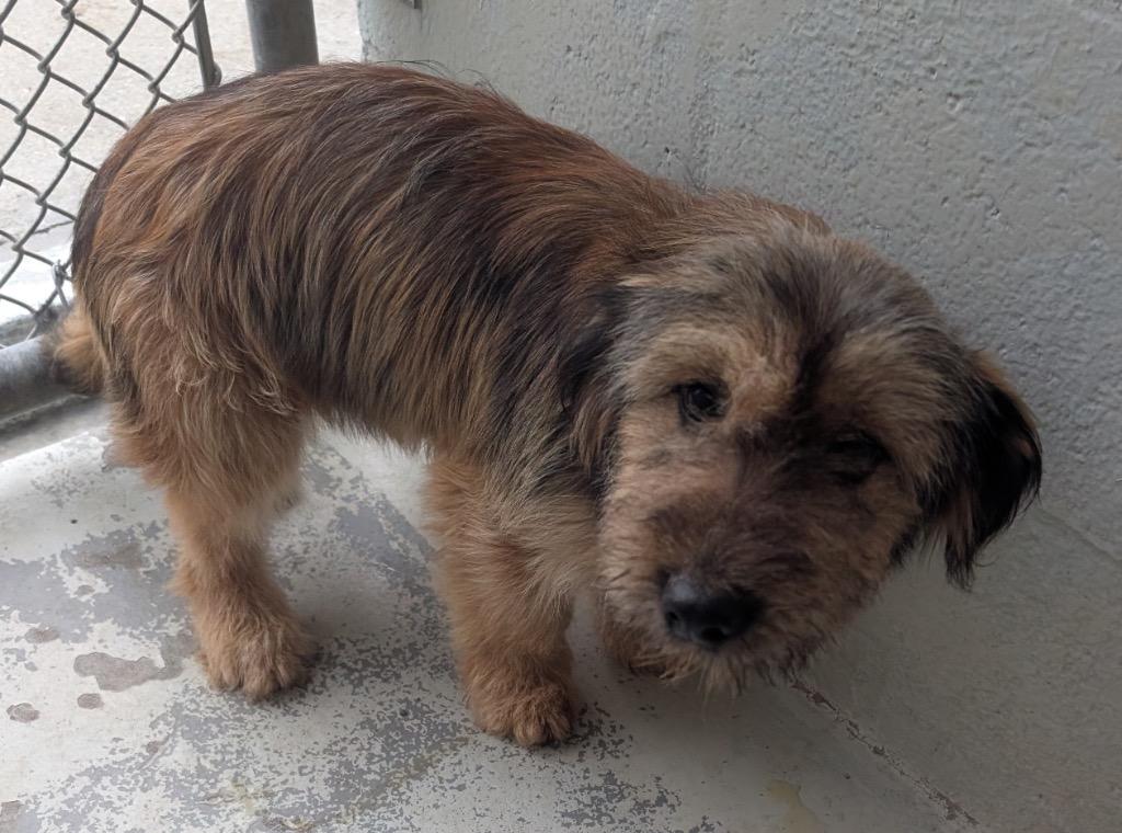 Enlarge Maple, a Found Hound in Fort Myers, FL image 1/1