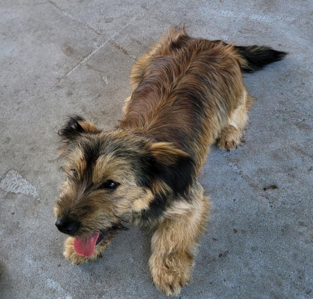 Maple - 2yo 17lb Sweet Girl!, Adoptable, Young Female Border Terrier & Norfolk Terrier.