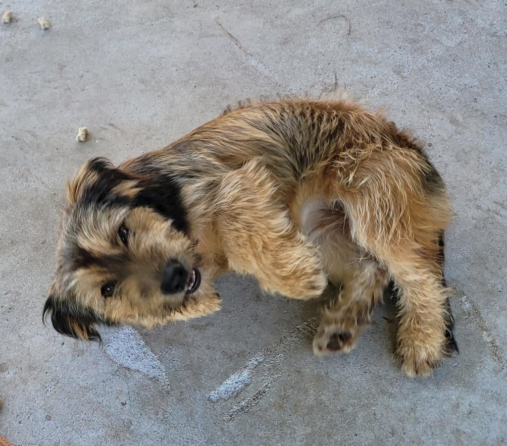 Enlarge Maple - 2yo 17lb Sweet Girl!, a Adoptable mixed breed in Fort Myers, FL image 2/5