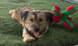 Enlarge Maple - 2yo 17lb Sweet Girl!, a Adoptable mixed breed in Fort Myers, FL image 3/5