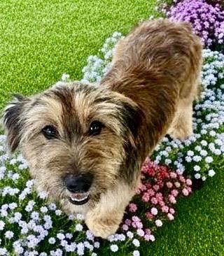 Enlarge Maple - 2yo 17lb Sweet Girl!, a Adoptable mixed breed in Fort Myers, FL image 4/5