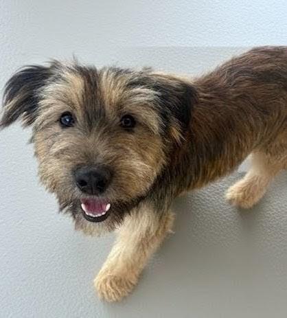 Enlarge Maple - 2yo 17lb Sweet Girl!, a Adoptable mixed breed in Fort Myers, FL image 5/5