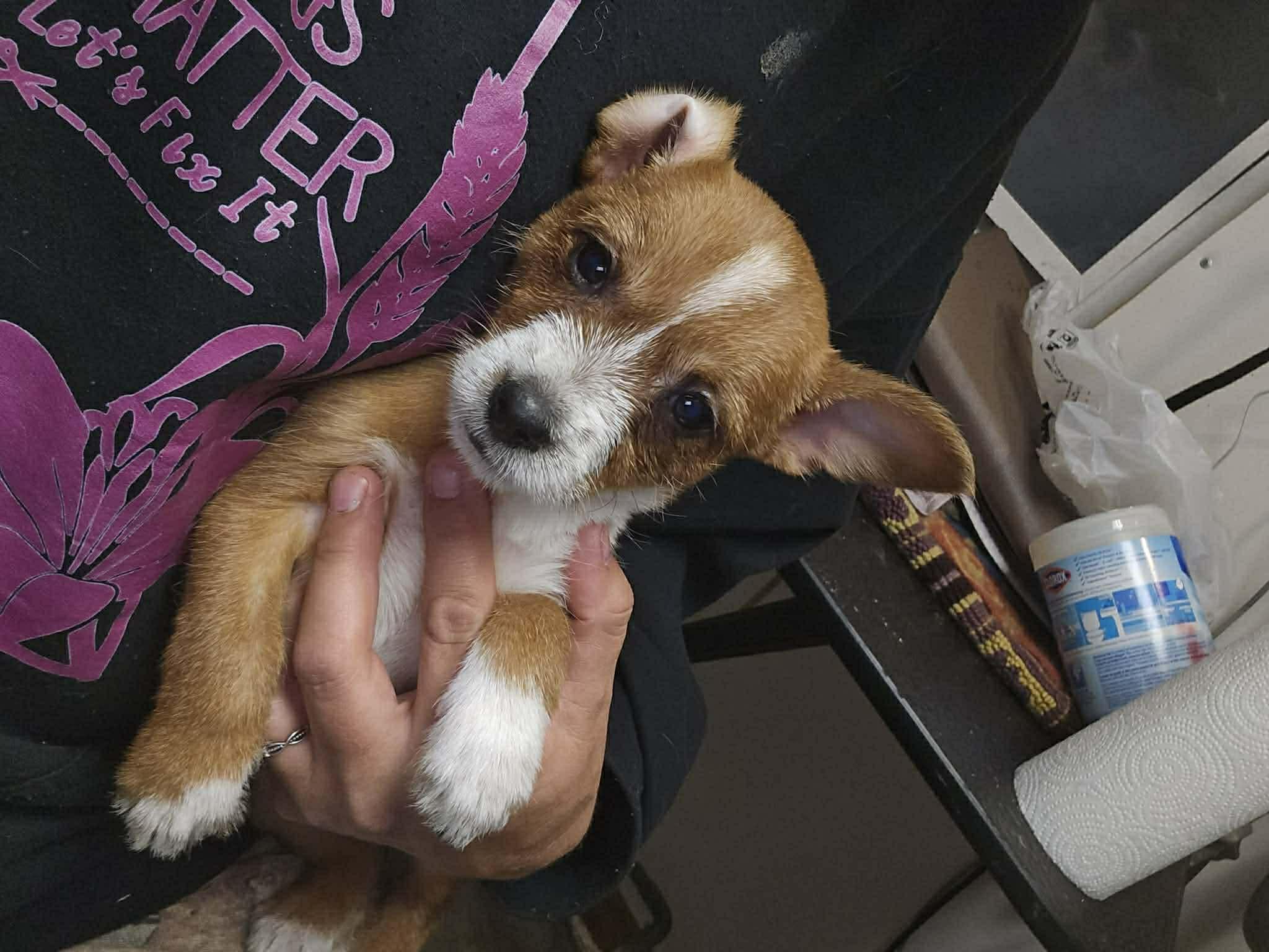 Enlarge Splash, a ADOPTABLE mixed breed in Uxbridge, MA image 1/1