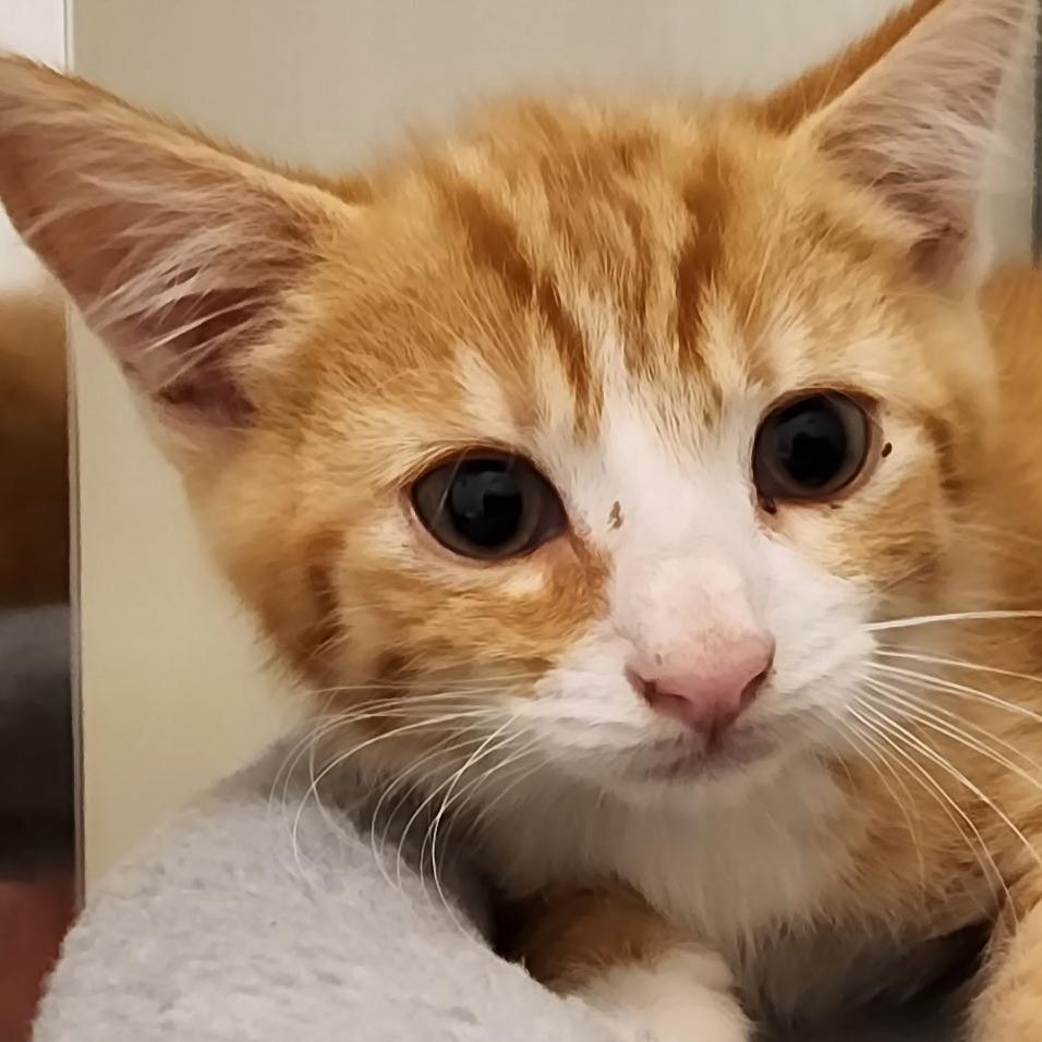 Otis(Adopt with a sibling), Adoptable, Kitten Male Domestic Short Hair & Domestic Short Hair.