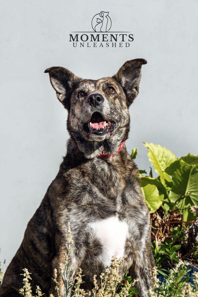 Enlarge Teala , a Adoptable mixed breed in Myakka City, FL image 4/4