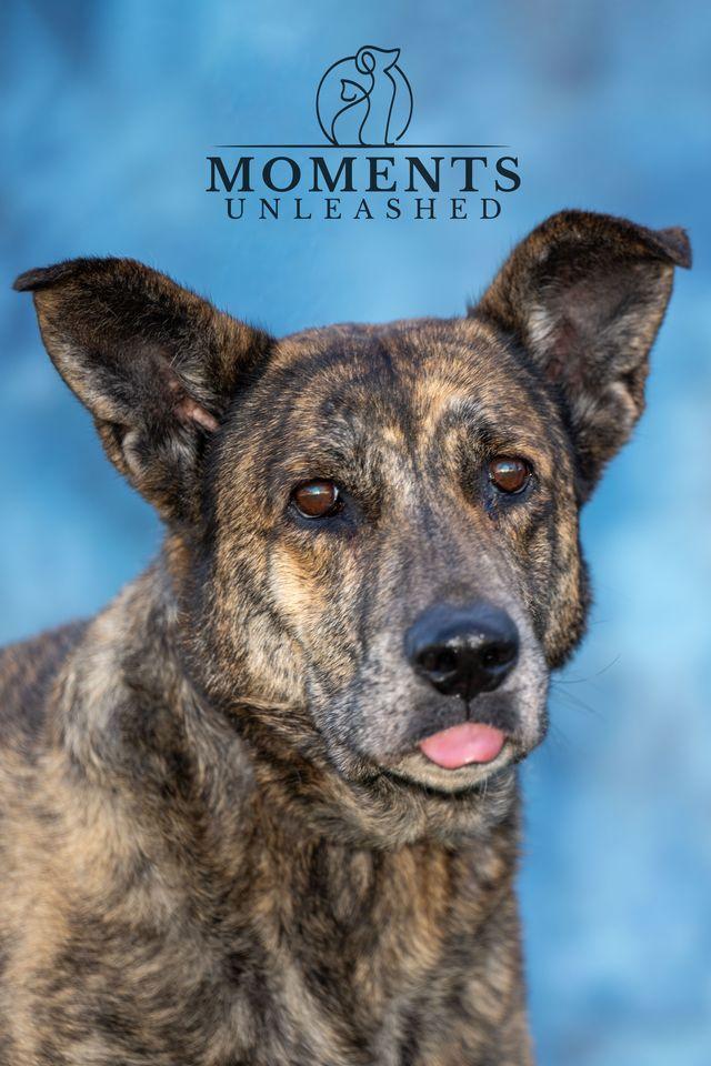 Enlarge Teala , a Adoptable mixed breed in Myakka City, FL image 3/4