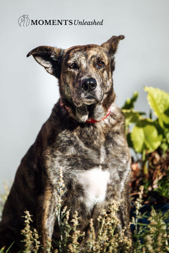 Enlarge Teala , a Adoptable mixed breed in Myakka City, FL image 1/4