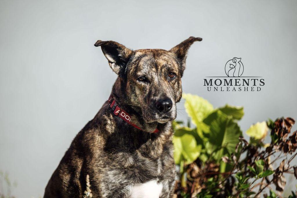 Enlarge Teala , a Adoptable mixed breed in Myakka City, FL image 2/4