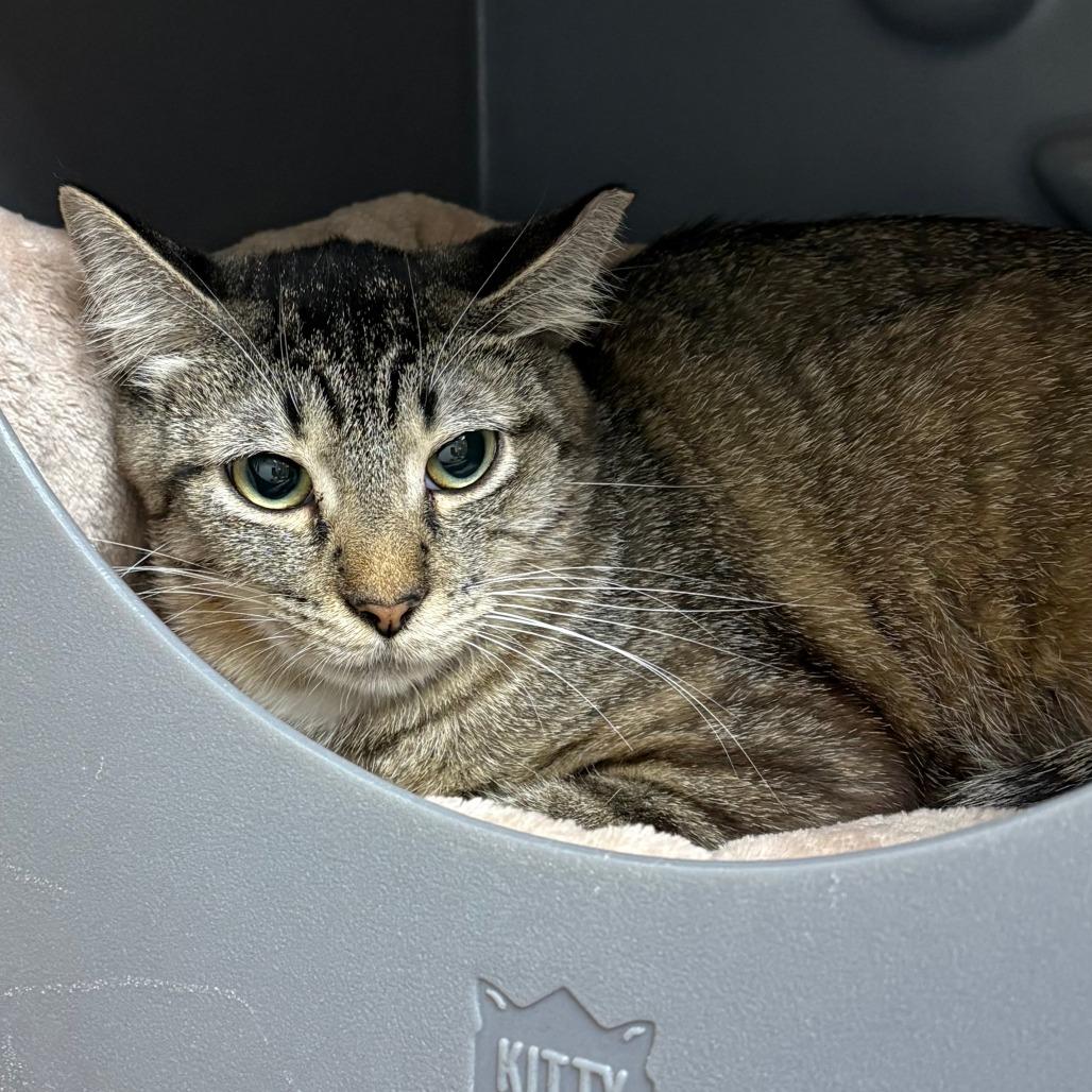 Maraca, Adoptable, Young Female Domestic Short Hair.