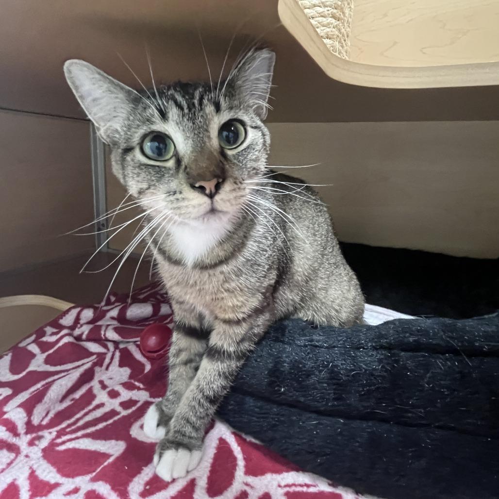 Enlarge Maraca, a Adoptable Domestic Short Hair in Brookfield, WI image 2/4