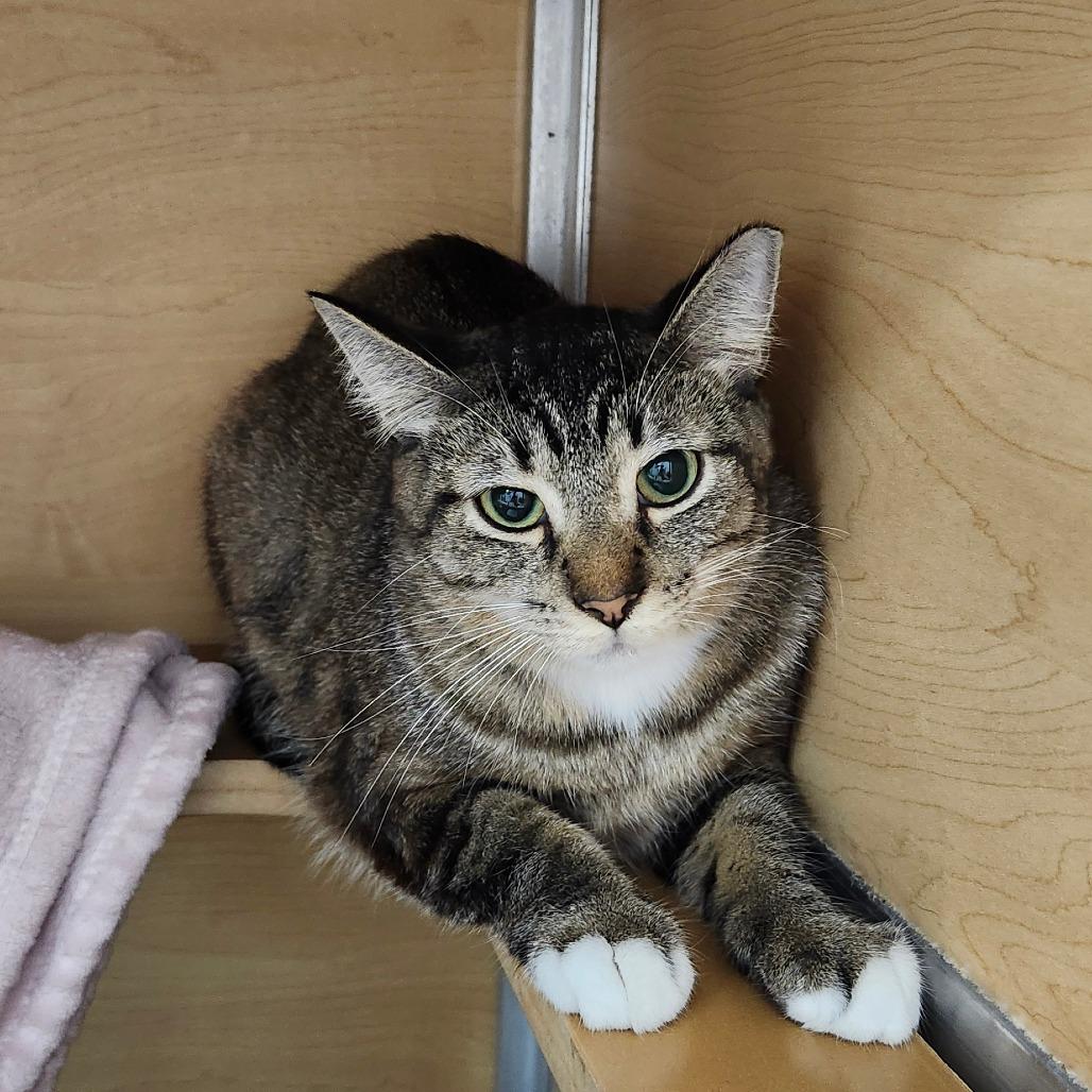 Enlarge Maraca, a Adoptable Domestic Short Hair in Brookfield, WI image 3/4