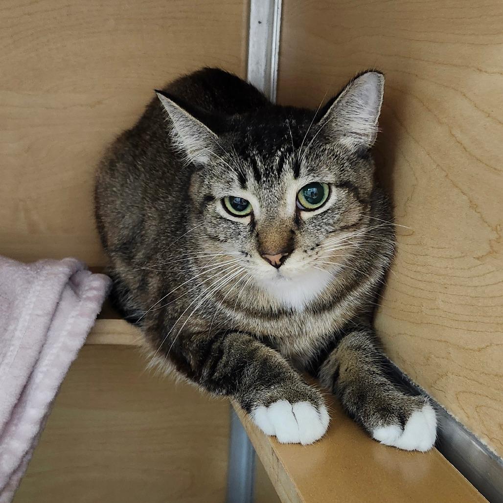 Enlarge Maraca, a Adoptable Domestic Short Hair in Brookfield, WI image 4/4