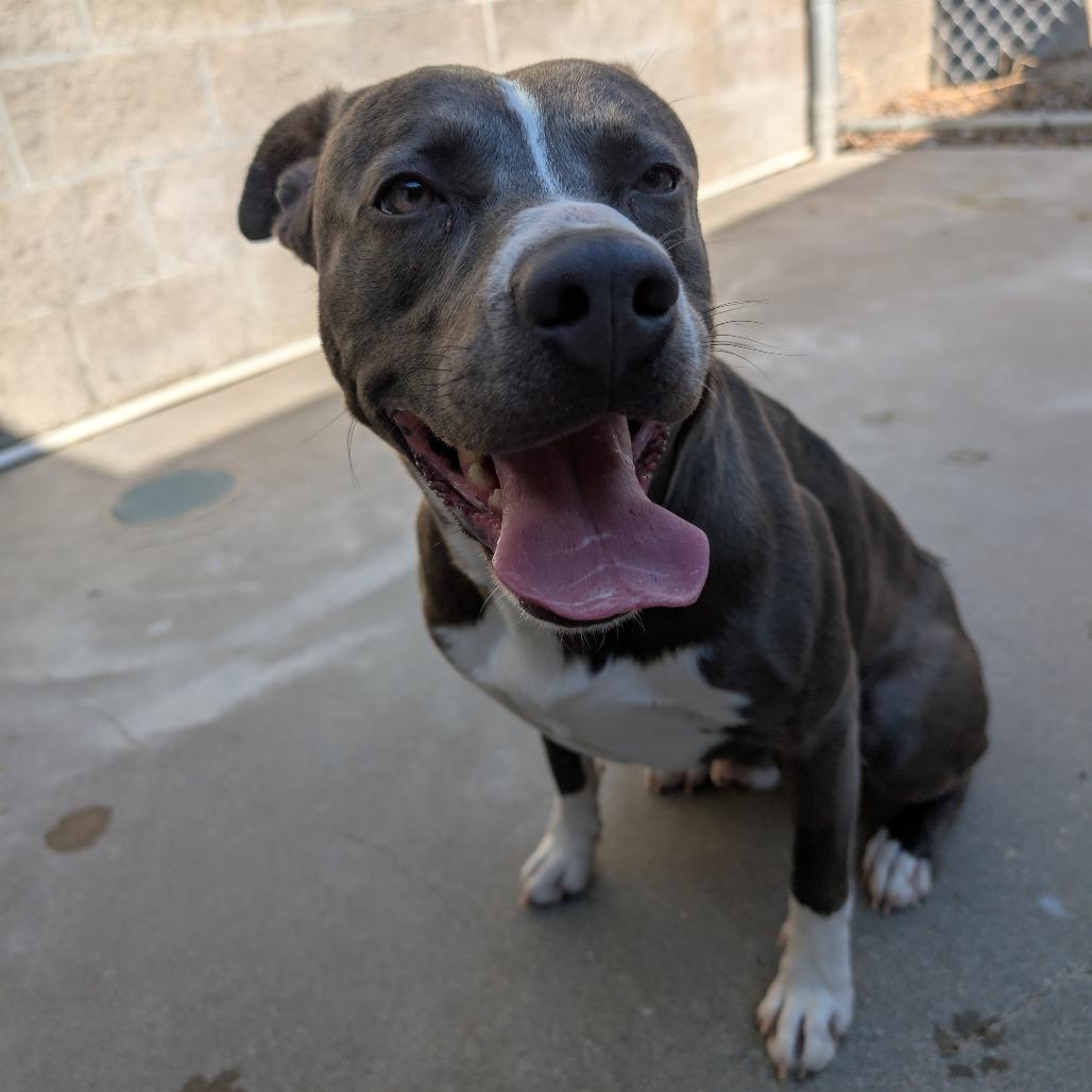 Enlarge Bloo, a Adoptable mixed breed in Manhattan, KS image 1/1