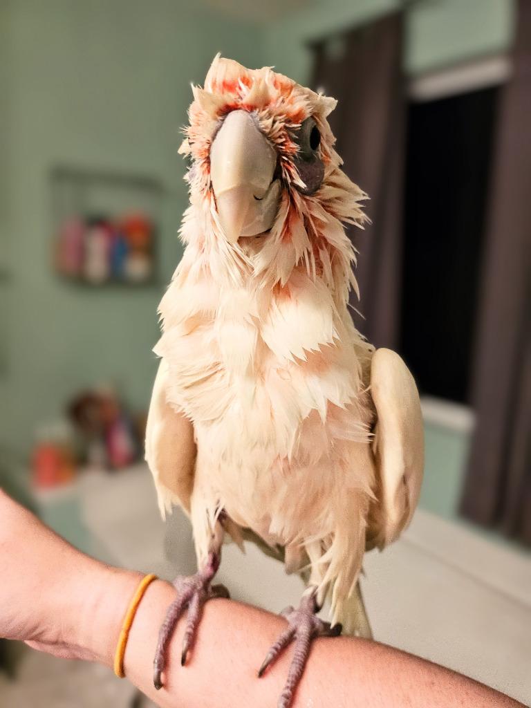 Enlarge Peepers, a Adoptable Cockatoo in Ballwin, MO image 1/6