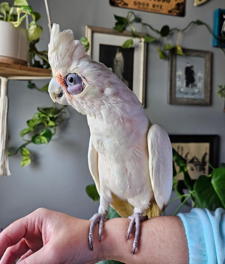 Peepers, a Adoptable Cockatoo in Ballwin, MO image 3/6
