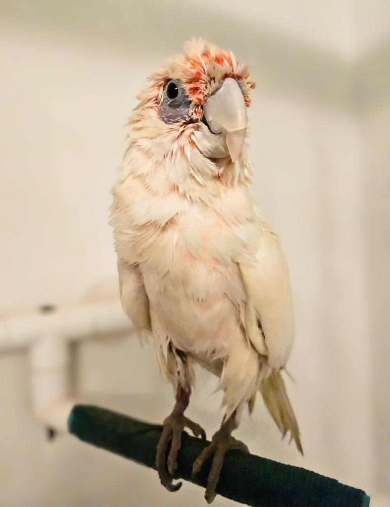 Peepers, a Adoptable Cockatoo in Ballwin, MO image 4/6