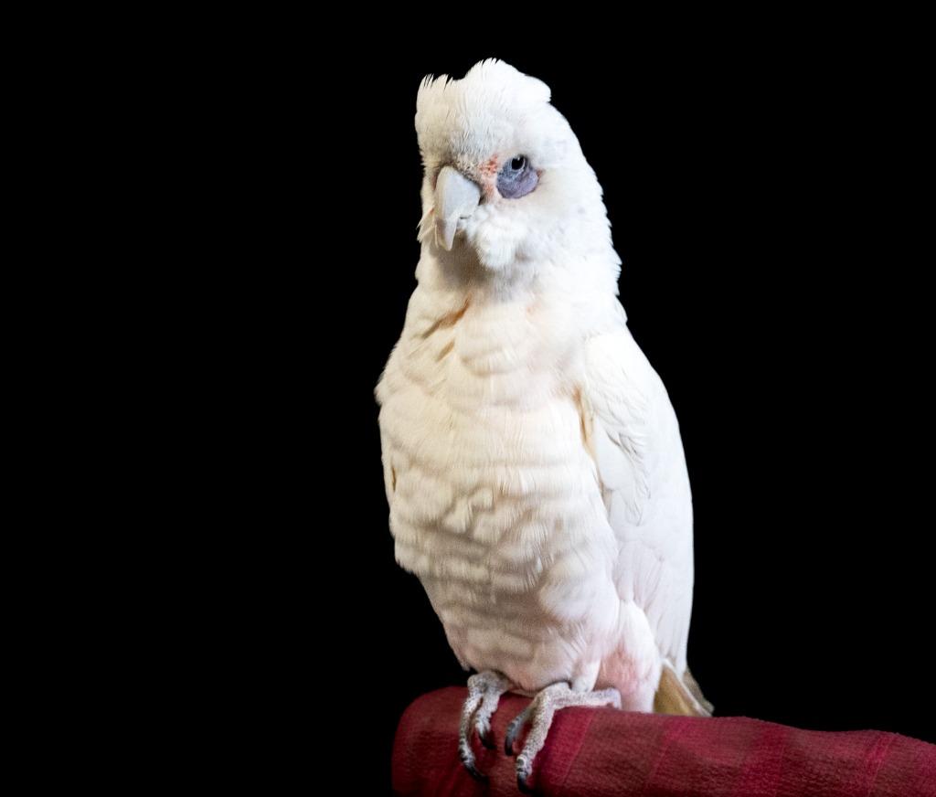 Peepers, a Adoptable Cockatoo in Ballwin, MO image 5/6