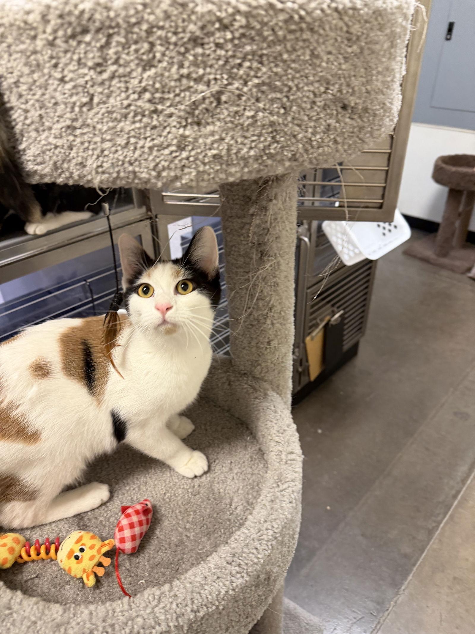 Sunflower, Adoptable, Young Female Calico & Domestic Short Hair.