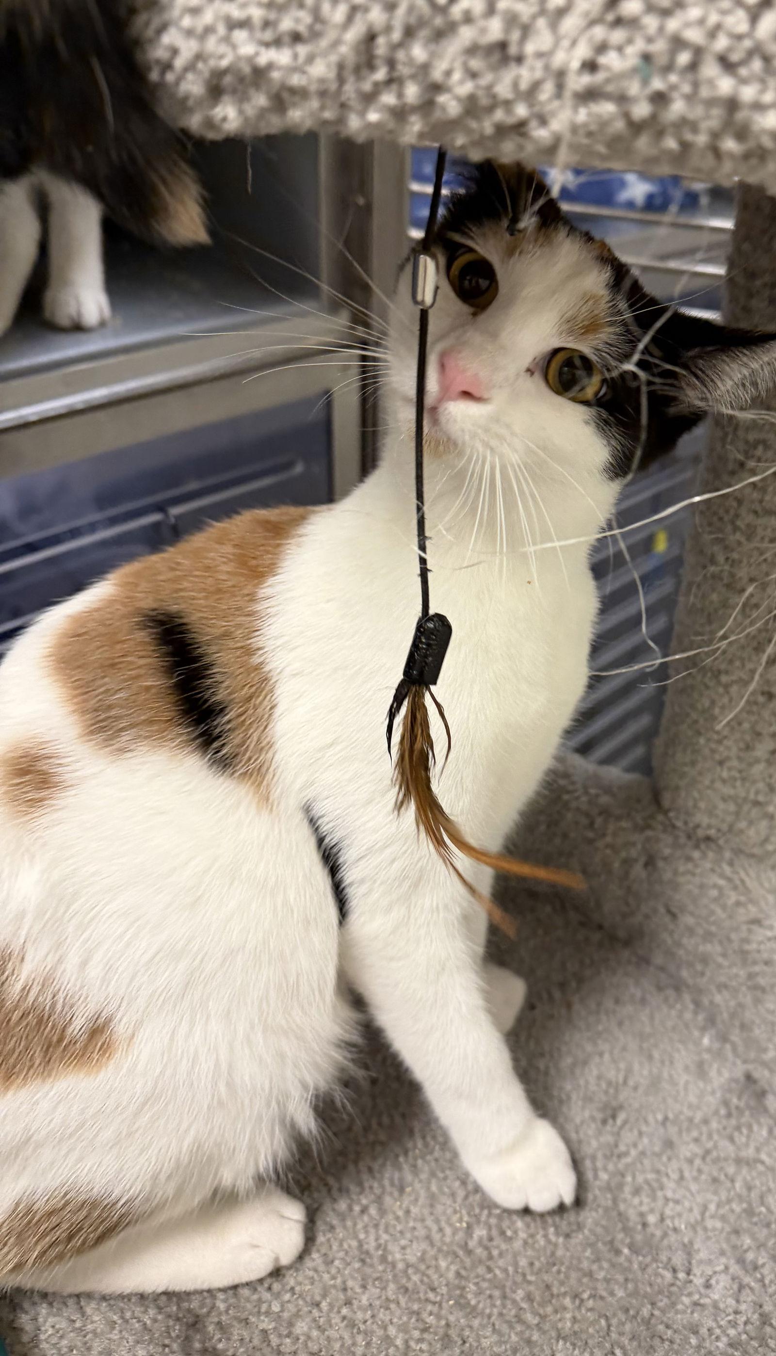 Sunflower, a Adoptable mixed breed in Phoenix, AZ image 2/3