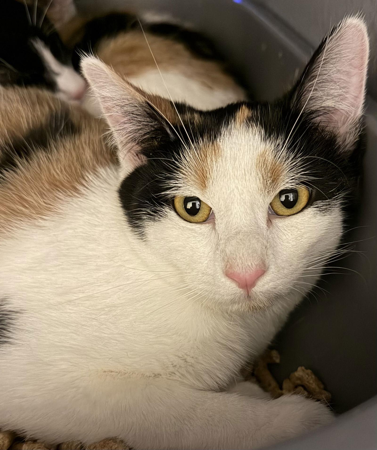 Sunflower, Adoptable, Young Female Calico & Domestic Short Hair.