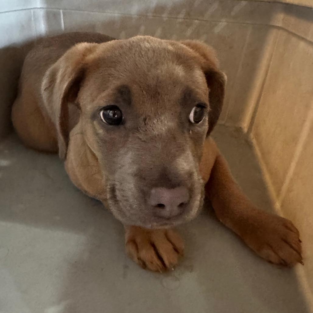 Laurel, Adoptable, Puppy Female Pit Bull Terrier.