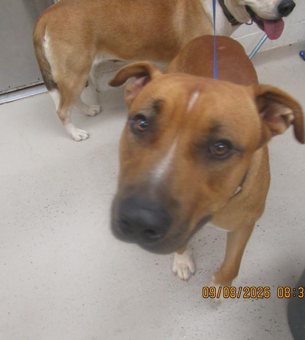 Scout (835), Adoptable, Adult Male Hound.