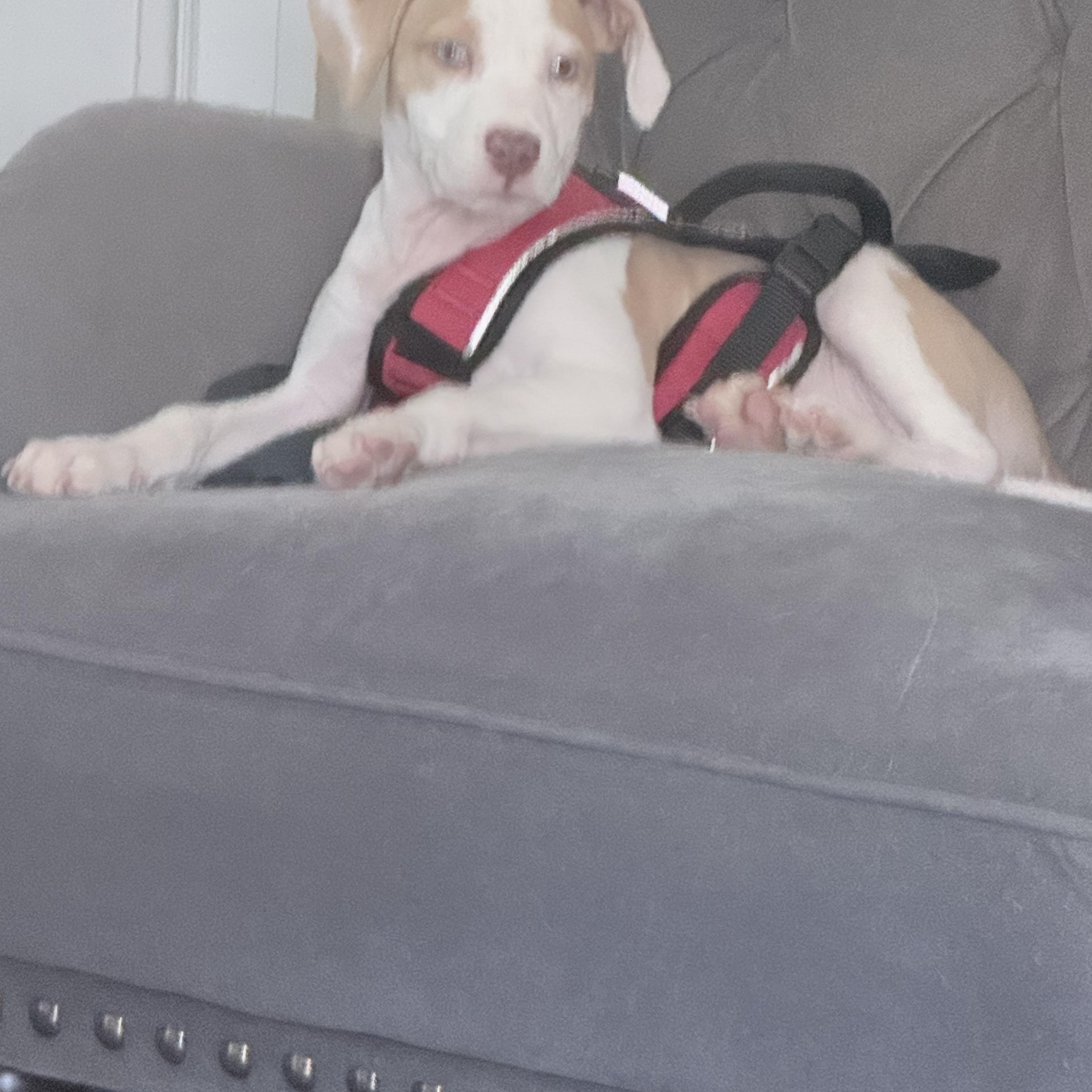Muchi, a Adoptable mixed breed in Arlington , VA image 4/6