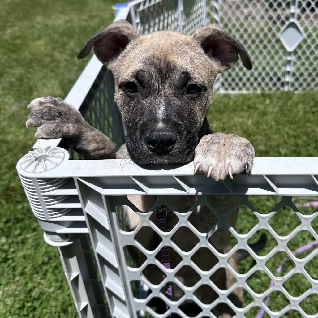 Little Joe, a Adoptable mixed breed in Columbia Station, OH image 1/6