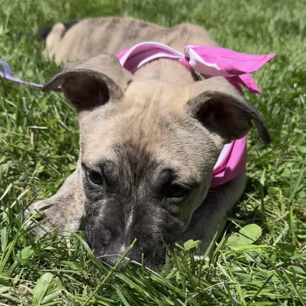 Little Joe, a Adoptable mixed breed in Columbia Station, OH image 2/6