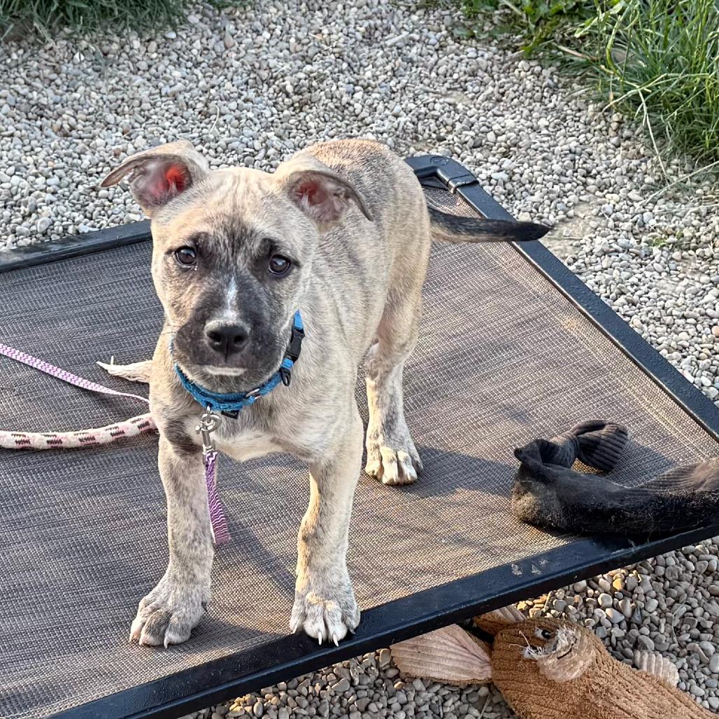 Little Joe, a Adoptable mixed breed in Columbia Station, OH image 3/6