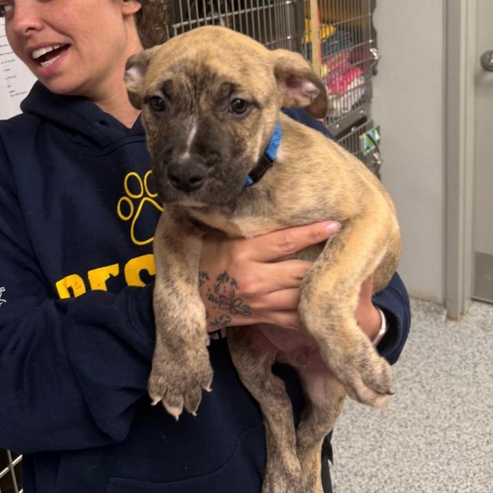 Little Joe, a Adoptable mixed breed in Columbia Station, OH image 4/6