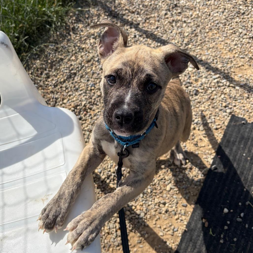 Little Joe, a Adoptable mixed breed in Columbia Station, OH image 6/6